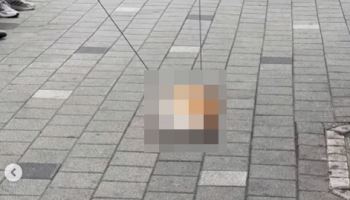오피스텔 12층서 웰시코기 추락사...동물단체 고발