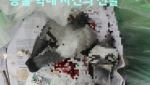 비둘기에 새총쏘고 목비틀어…“유해조수 논란”[댕냥구조대]