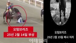 “다치면 폐사…4살 경주마의 비참한 최후”[댕냥구조대]	