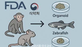 FDA·식약처도 "마우스 그만" 오가노이드가 바꾼 전임상 지도