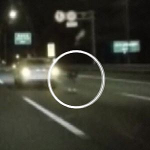'고속도로 사망 여배우' 부검 결과...2년 뒤 남편은? [그해 오늘]