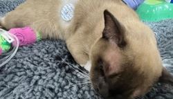 세탁기 갇힌 고양이…55분 찬물 세례 견디고 ‘기적 생존'