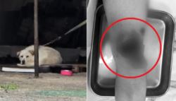 “떨어진 살점 먹어” 카센터 대형견의 공격…견주 “피해자 탓”