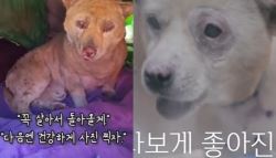 “산불, 도망가!” 줄 풀어줘도 집 지킨 강아지…가족 다시 만났다