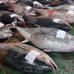 ‘100kg’ 참치 1300마리 잡고도…“전량폐기” 영덕, 무슨 일?