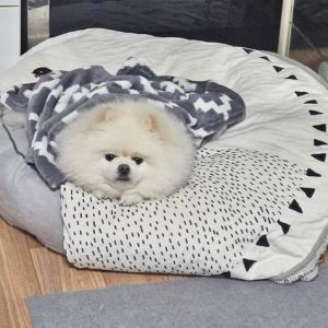 새벽에 ‘왈왈’…화재 알려 가족들 구한 반려견 '몽실이'