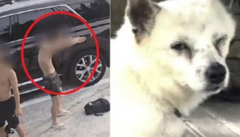 비비탄 맞은 반려견 안구 적출했는데…“경찰은 정보유출” 호소