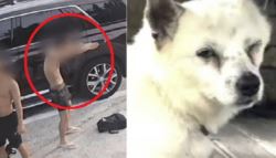 비비탄 맞은 반려견 안구 적출했는데…“경찰은 정보유출” 호소