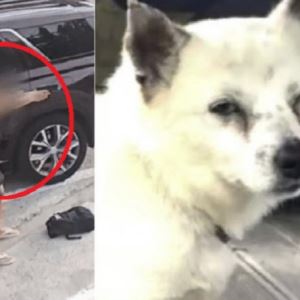 비비탄 맞은 반려견 안구 적출했는데…“경찰은 정보유출” 호소