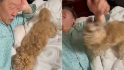 李대통령 반려견 3년 전 영상 화제...민트색 잠옷 입고 알콩달콩