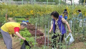 성동구, 독거어르신 위한 텃밭 경작 '성동 케어팜' 운영[동네방네]