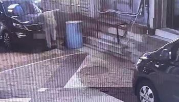 안전고깔에 길고양이 가두고…잔혹 학대해 죽인 20대