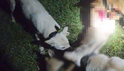 진돗개까지 풀어…야생동물 160마리 잔혹 사냥한 30대 실형