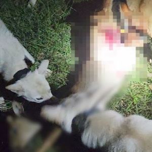 진돗개까지 풀어…야생동물 160마리 잔혹 사냥한 30대 실형