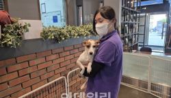 유기 반려견 찾아줘도 또…작정하고 버렸구나 싶죠 [르포]