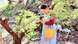 '나뭇잎' 한 장이 일본 산골 마을을 바꿨다[여행]