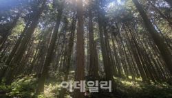 60년 외고집이 만든 명품숲…호남의 보물이 되다