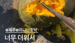 “밭에서 단호박이 익었습니다”…폭염에 이런 일까지?	