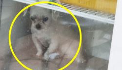 냉장고 속 덜덜 떠는 강아지? “아플까봐” 반전 사연