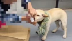 반려견 끌고와 '물파스' 떡칠…지하철 가득 메운 냄새 (영상)