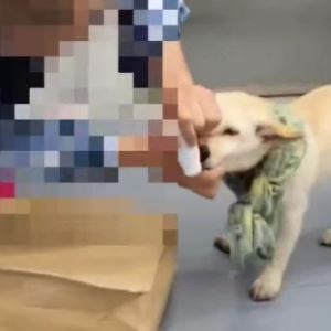 반려견 끌고와 '물파스' 떡칠…"지하철 가득 메운 냄새" (영상)