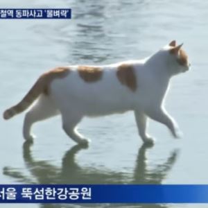 “꽁꽁 얼어붙은 한강 위로” 장원영도 따라 한 고양이 근황