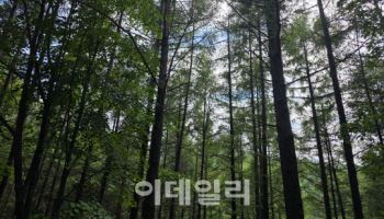 40년 만에 비밀의 숲 열리니..산촌 경제까지 활짝
