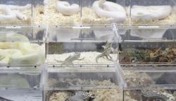 죽은 동물 수 많아…기르던 파충류 95마리 '미라' 만든 20대