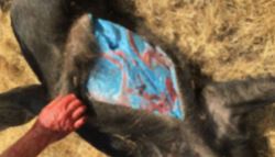 "치명적"...속살 파란 멧돼지 출몰, '이것'의 저주?