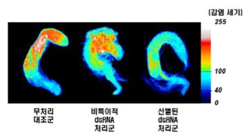 제놀루션, 꿀벌 노제마병 억제 기술 개발… SCI급 국제학술지 게재