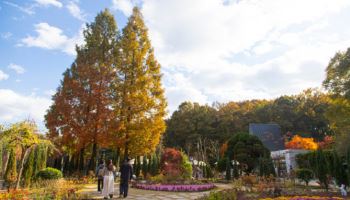 경기도의 아름다운 숲길, 단풍과 함께하는 힐링코스 6선