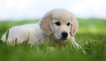 애견펜션서 진드기 물린 내 반려견…배상 받을 수 있나요[호갱NO]