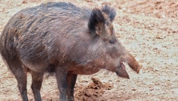 "멧돼지인 줄 알고"…동료 엽사 총에 맞은 70대 사망