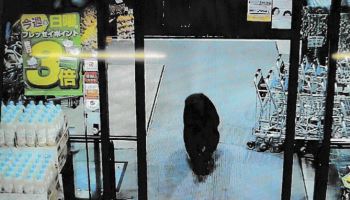 일본, 곰도 MZ세대…"엄마가 인간 안무서워해도 된대"