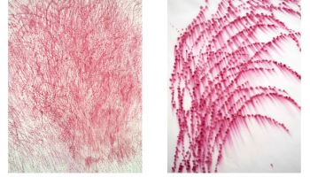 스페이스소포라에서 만나는 함초의 예술적 변주