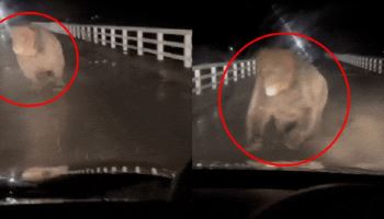 “입 벌린 채 돌진”…차 습격하는 ‘거대 곰’ 포착 (영상)