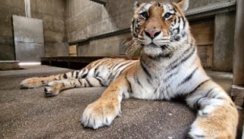 국립백두대간수목원에 백두산호랑이 새 식구로 맞아