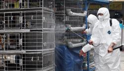 평택 산란계 농장서 고병원성 AI…전국 일시 이동중지 명령