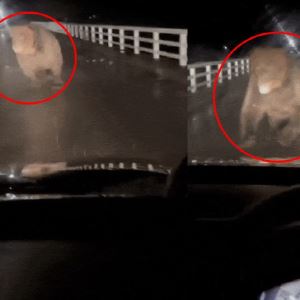 "정신차리기 전에 날아가"...곰에 얼굴 찢긴 일본 남성