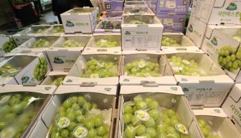 “3만원 넘었었는데…” 샤인머스캣, 제일 싼 포도 됐다