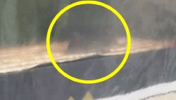 붕어빵 매대서 '갉아먹는 쥐' 포착...'붕세권 패닉' [영상]	