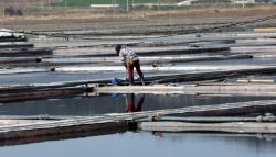 '신안 염전노예' 美 대사관이 조사 나서...'나라 망신'