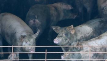 "무주공산 ASF 백신시장"…코미팜, 내년 상용화해 선점