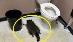 술병 깨고 가게 난장판, 범인은…만취해 대자로 뻗은 라쿤