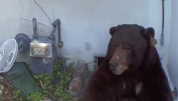 가정집 숨어든 흑곰..반년만에 카메라로 발견