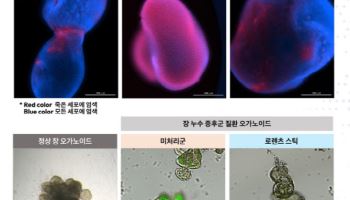 오가노이드사이언스, 국내 최초 ‘NAMs 인증 시험기관’ 선정