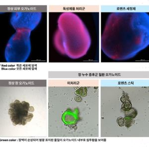 오가노이드사이언스, 국내 최초 ‘NAMs 인증 시험기관’ 선정