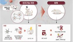 코로나19 이후 기억이 가물가물…이유 있었다