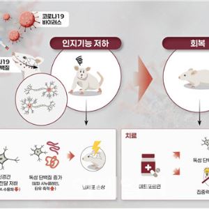 코로나19 이후 기억이 가물가물…이유 있었다