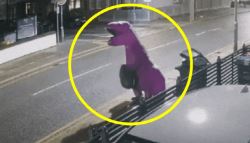 쓰레기 투척도 가지가지...'공룡탈' 누구냐 넌 (영상)